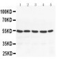 Anti-PPAR Gamma Antibody